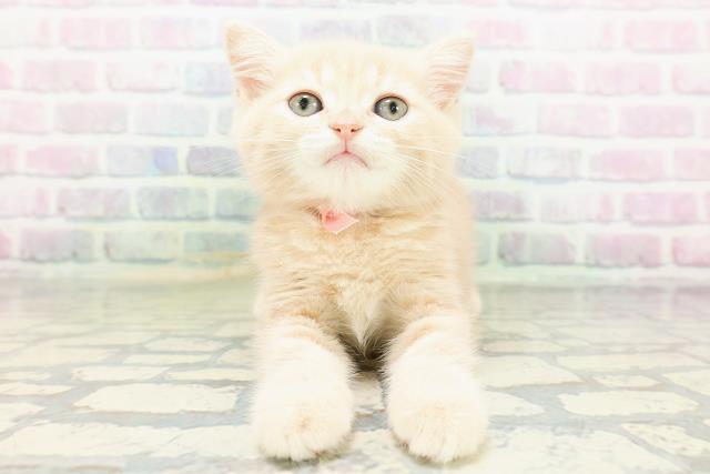 北海道のマンチカン (Coo&RIKU旭川店/2026年5月18日生まれ/女の子/クリームタビー)の子猫の1枚目の画像