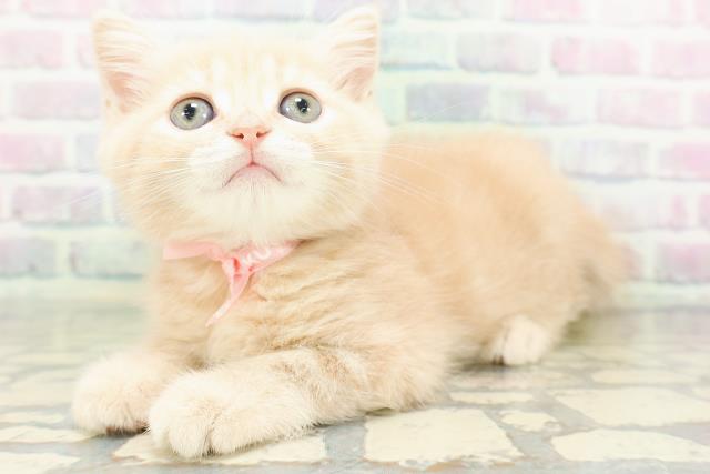 北海道のマンチカン (Coo&RIKU旭川店/2026年5月18日生まれ/女の子/クリームタビー)の子猫の2枚目の画像