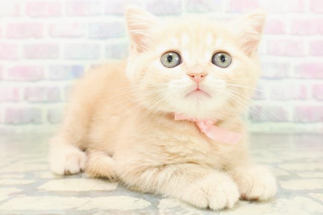 北海道のマンチカン (Coo&RIKU旭川店/2026年5月18日生まれ/女の子/クリームタビー)の子猫の3枚目の画像