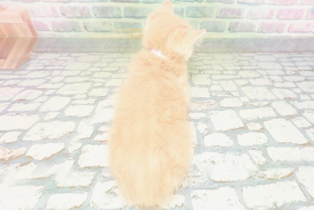 北海道のマンチカン (Coo&RIKU旭川店/2026年5月18日生まれ/女の子/クリームタビー)の子猫の4枚目の画像