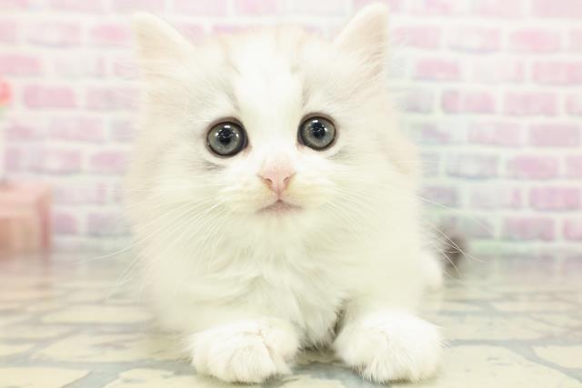 岩手県のミヌエット (Coo&RIKU一関店/2026年5月14日生まれ/男の子/シルバータビーホワイト)の子猫