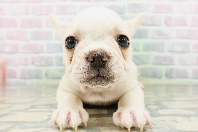 青森県のフレンチブルドッグ (Coo&RIKU弘前店/2026年5月11日生まれ/女の子/クリーム)の子犬