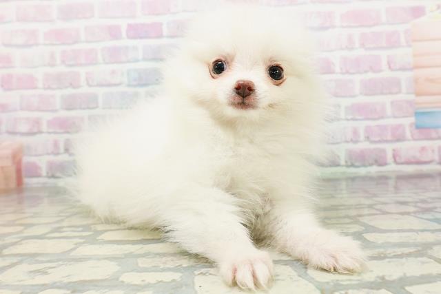 岩手県のポメラニアン (Coo&RIKU岩手盛岡店/2026年5月11日生まれ/女の子/クリーム)の子犬の3枚目の画像