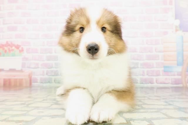 神奈川県のシェットランドシープドッグ (Coo&RIKU小田原店/2026年5月19日生まれ/男の子/セーブルホワイト)の子犬の1枚目の画像