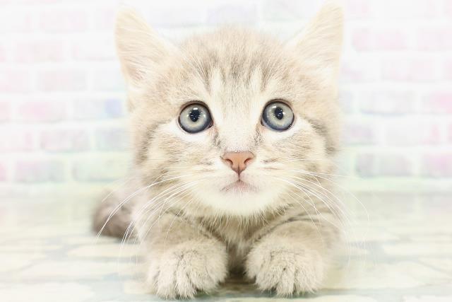 大阪府のマンチカン (Coo&RIKU高槻店/2026年5月14日生まれ/男の子/ブルータビー)の子猫の1枚目の画像