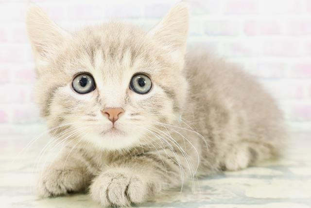 大阪府のマンチカン (Coo&RIKU高槻店/2026年5月14日生まれ/男の子/ブルータビー)の子猫の2枚目の画像