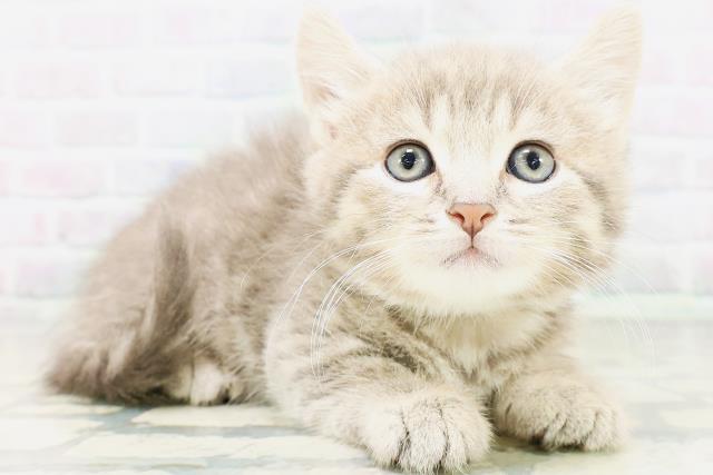 大阪府のマンチカン (Coo&RIKU高槻店/2026年5月14日生まれ/男の子/ブルータビー)の子猫の3枚目の画像