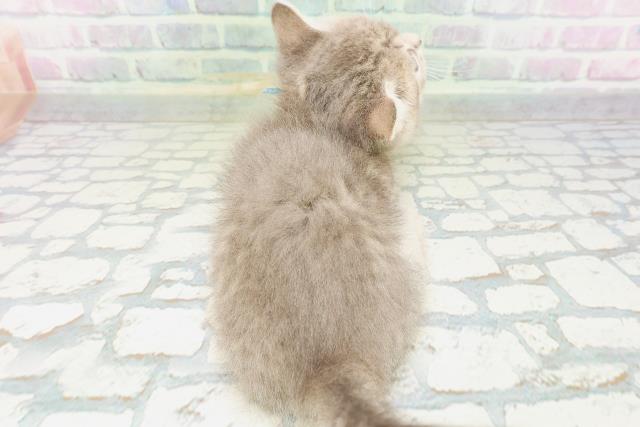 大阪府のマンチカン (Coo&RIKU高槻店/2026年5月14日生まれ/男の子/ブルータビー)の子猫の4枚目の画像
