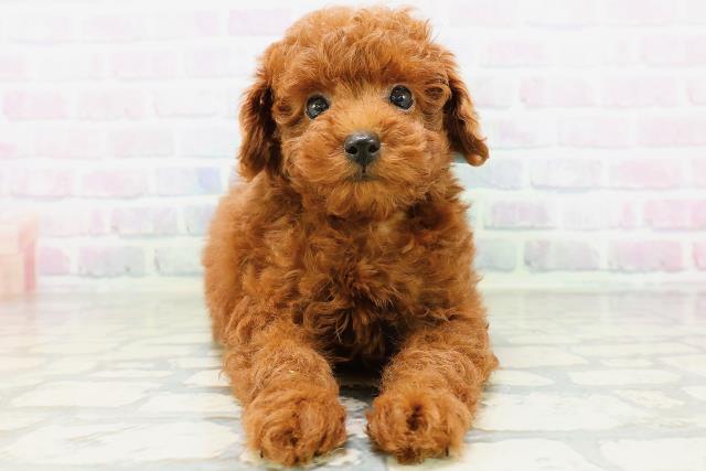 山形県のトイプードル(トイ) (Coo&RIKU山形店/2026年5月19日生まれ/男の子/レッド)の子犬