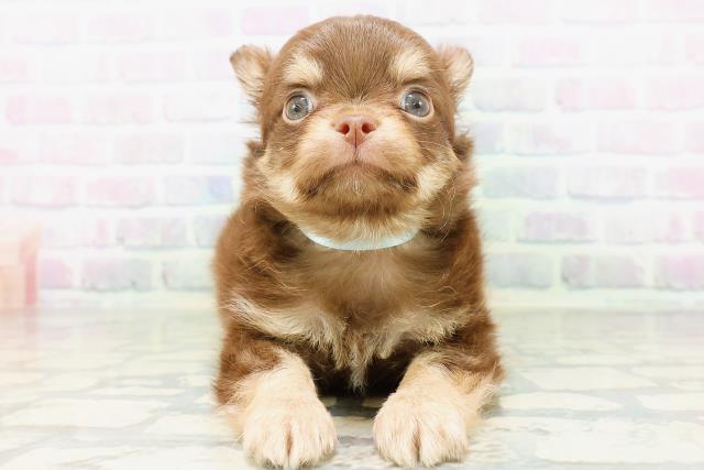 北海道のチワワ(ロング) (Coo&RIKU札幌東店/2026年5月19日生まれ/男の子/チョコレートタン)の子犬の1枚目の画像