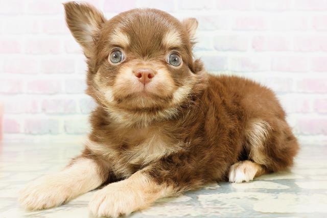 北海道のチワワ(ロング) (Coo&RIKU札幌東店/2026年5月19日生まれ/男の子/チョコレートタン)の子犬の2枚目の画像