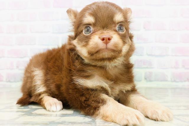 北海道のチワワ(ロング) (Coo&RIKU札幌東店/2026年5月19日生まれ/男の子/チョコレートタン)の子犬の3枚目の画像