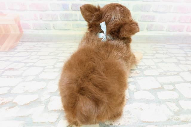 北海道のチワワ(ロング) (Coo&RIKU札幌東店/2026年5月19日生まれ/男の子/チョコレートタン)の子犬の4枚目の画像