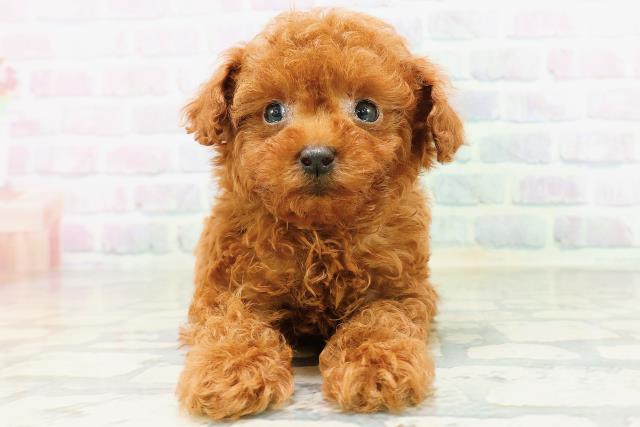大阪府のトイプードル(トイ) (Coo&RIKU高槻店/2026年5月19日生まれ/男の子/レッド)の子犬の1枚目の画像