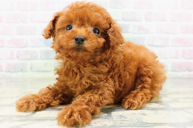 大阪府のトイプードル(トイ) (Coo&RIKU高槻店/2026年5月19日生まれ/男の子/レッド)の子犬の2枚目の画像