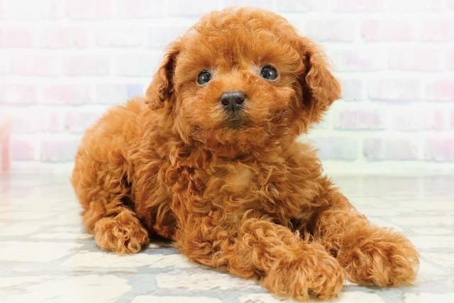 大阪府のトイプードル(トイ) (Coo&RIKU高槻店/2026年5月19日生まれ/男の子/レッド)の子犬の3枚目の画像