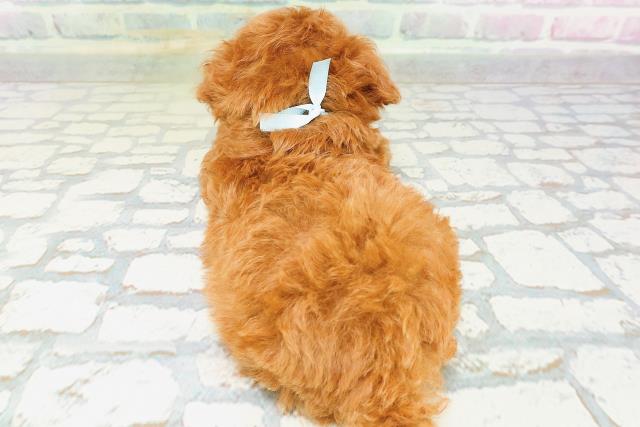 大阪府のトイプードル(トイ) (Coo&RIKU高槻店/2026年5月19日生まれ/男の子/レッド)の子犬の4枚目の画像