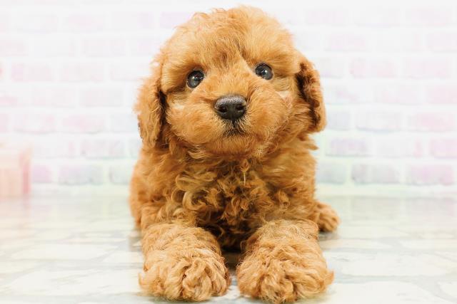 長野県のトイプードル(トイ) (Coo&RIKU松本店/2026年5月19日生まれ/男の子/レッド)の子犬の1枚目の画像