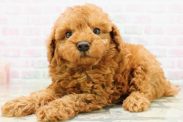 長野県のトイプードル(トイ) (Coo&RIKU松本店/2026年5月19日生まれ/男の子/レッド)の子犬の2枚目の画像