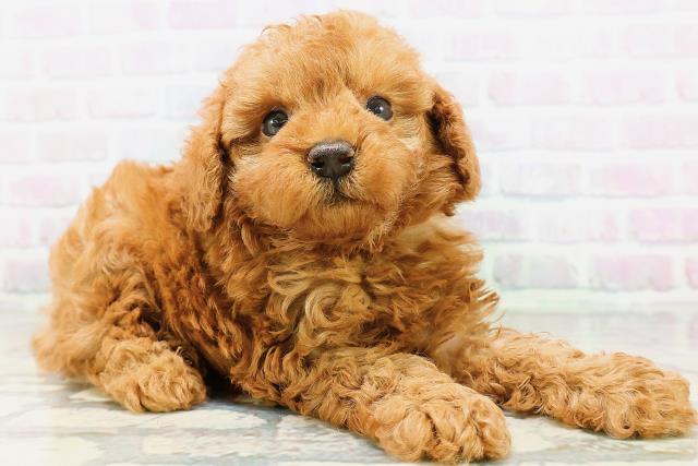 長野県のトイプードル(トイ) (Coo&RIKU松本店/2026年5月19日生まれ/男の子/レッド)の子犬の3枚目の画像