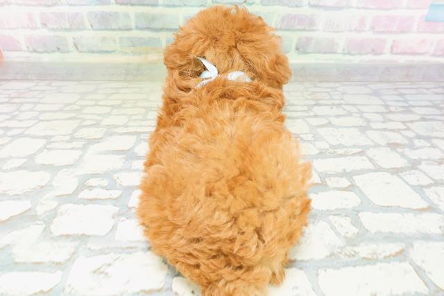 長野県のトイプードル(トイ) (Coo&RIKU松本店/2026年5月19日生まれ/男の子/レッド)の子犬の4枚目の画像
