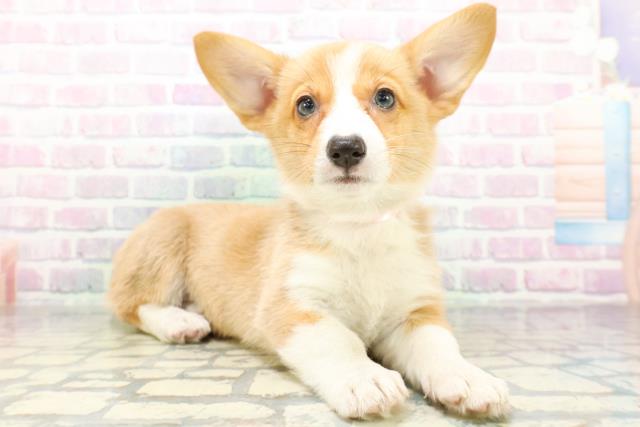 ウェルシュ・コーギー・ペンブロークの子犬（メス♀） 広島北店