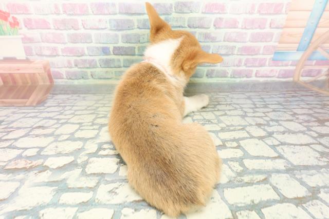 ウェルシュ・コーギー・ペンブロークの子犬（メス♀） 広島北店