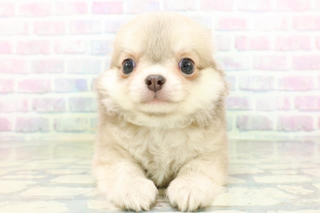 大阪府のチワワ(ロング) (Coo&RIKU高槻店/2026年5月18日生まれ/男の子/イザベラフォーン)の子犬の1枚目の画像