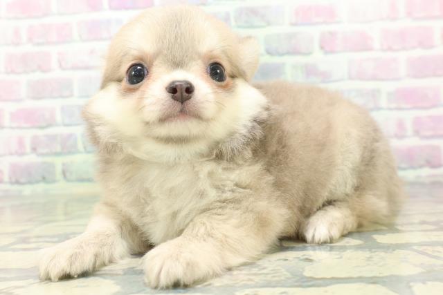 大阪府のチワワ(ロング) (Coo&RIKU高槻店/2026年5月18日生まれ/男の子/イザベラフォーン)の子犬の2枚目の画像