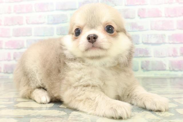 大阪府のチワワ(ロング) (Coo&RIKU高槻店/2026年5月18日生まれ/男の子/イザベラフォーン)の子犬の3枚目の画像