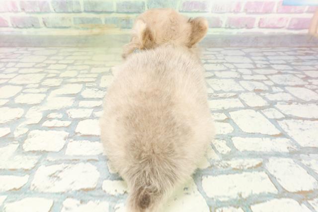 大阪府のチワワ(ロング) (Coo&RIKU高槻店/2026年5月18日生まれ/男の子/イザベラフォーン)の子犬の4枚目の画像