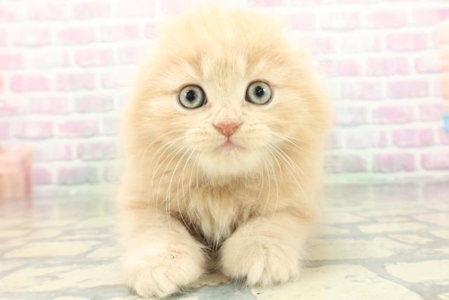 長野県のスコティッシュフォールド (Coo&RIKU松本店/2026年5月17日生まれ/男の子/クリームタビー)の子猫の1枚目の画像