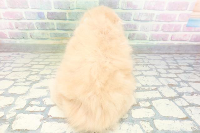 長野県のスコティッシュフォールド (Coo&RIKU松本店/2026年5月17日生まれ/男の子/クリームタビー)の子猫の4枚目の画像