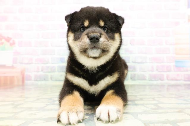 柴犬