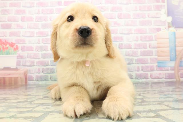 茨城県のゴールデンレトリバー (Coo&RIKU日立店/2026年5月18日生まれ/女の子/ゴールデン)の子犬の1枚目の画像