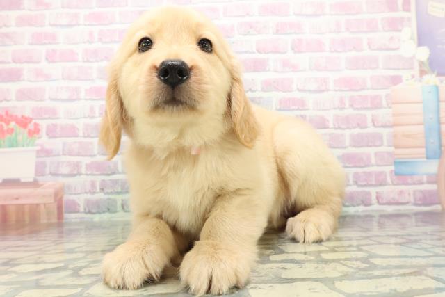茨城県のゴールデンレトリバー (Coo&RIKU日立店/2026年5月18日生まれ/女の子/ゴールデン)の子犬の2枚目の画像