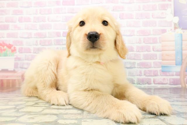 茨城県のゴールデンレトリバー (Coo&RIKU日立店/2026年5月18日生まれ/女の子/ゴールデン)の子犬の3枚目の画像