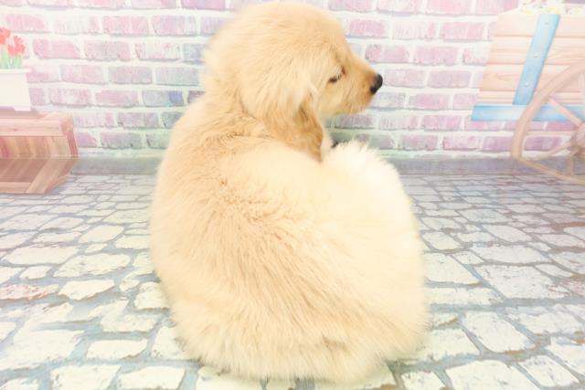 茨城県のゴールデンレトリバー (Coo&RIKU日立店/2026年5月18日生まれ/女の子/ゴールデン)の子犬の4枚目の画像