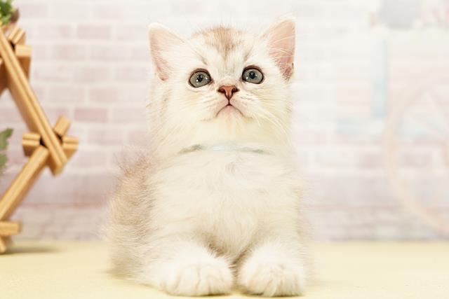 三重県のミヌエット (Coo&RIKU津高茶屋店/2026年5月11日生まれ/男の子/シルバータビー)の子猫の1枚目の画像