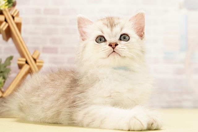 三重県のミヌエット (Coo&RIKU津高茶屋店/2026年5月11日生まれ/男の子/シルバータビー)の子猫の2枚目の画像