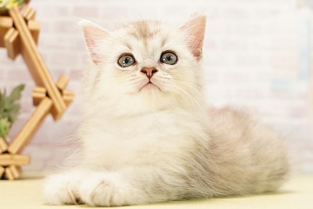 三重県のミヌエット (Coo&RIKU津高茶屋店/2026年5月11日生まれ/男の子/シルバータビー)の子猫の3枚目の画像