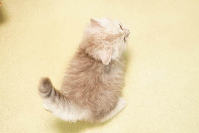 三重県のミヌエット (Coo&RIKU津高茶屋店/2026年5月11日生まれ/男の子/シルバータビー)の子猫の4枚目の画像