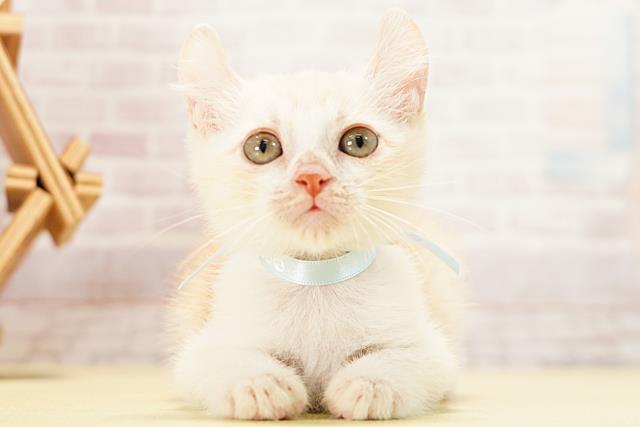 静岡県のキンカロー (Coo&RIKU富士店/2026年5月4日生まれ/男の子/クリームタビー)の子猫の1枚目の画像