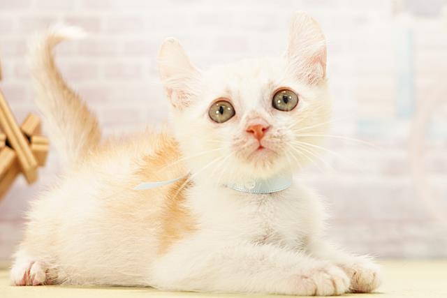 静岡県のキンカロー (Coo&RIKU富士店/2026年5月4日生まれ/男の子/クリームタビー)の子猫の2枚目の画像