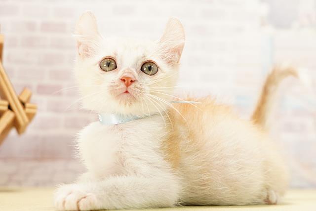 静岡県のキンカロー (Coo&RIKU富士店/2026年5月4日生まれ/男の子/クリームタビー)の子猫の3枚目の画像