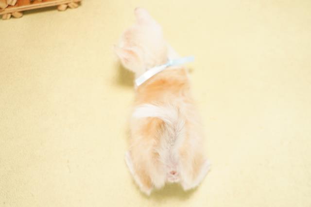 静岡県のキンカロー (Coo&RIKU富士店/2026年5月4日生まれ/男の子/クリームタビー)の子猫の4枚目の画像
