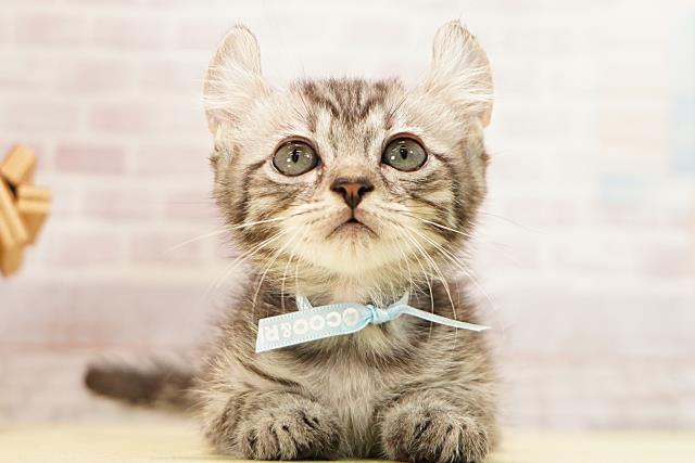 三重県のキンカロー (Coo&RIKU津高茶屋店/2026年5月4日生まれ/男の子/シルバータビー)の子猫の1枚目の画像