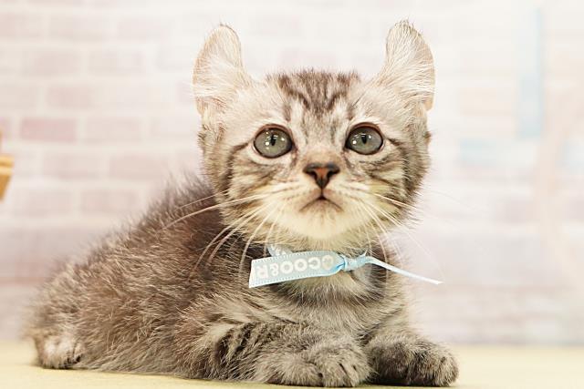 三重県のキンカロー (Coo&RIKU津高茶屋店/2026年5月4日生まれ/男の子/シルバータビー)の子猫の2枚目の画像