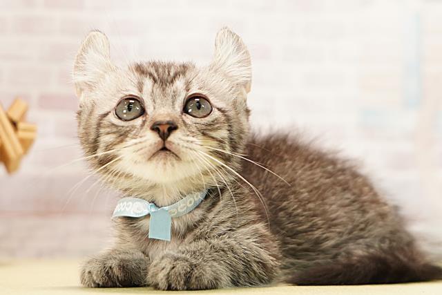 三重県のキンカロー (Coo&RIKU津高茶屋店/2026年5月4日生まれ/男の子/シルバータビー)の子猫の3枚目の画像