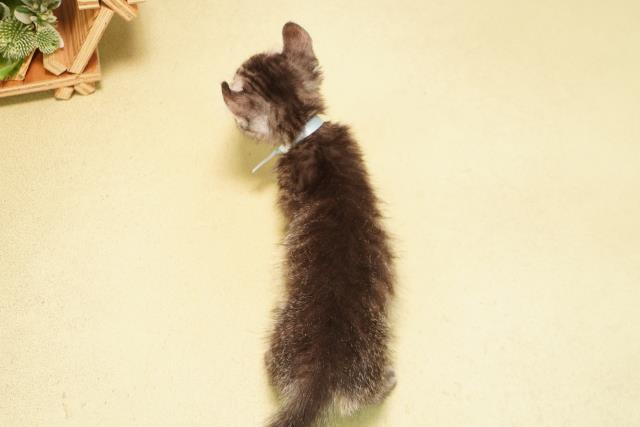 三重県のキンカロー (Coo&RIKU津高茶屋店/2026年5月4日生まれ/男の子/シルバータビー)の子猫の4枚目の画像
